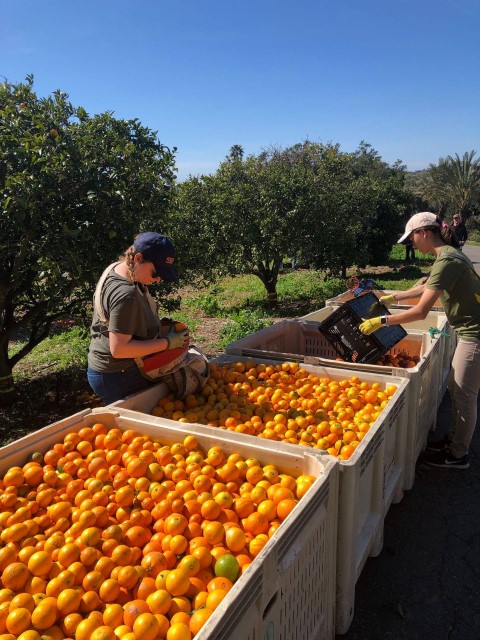 oranges1--small-